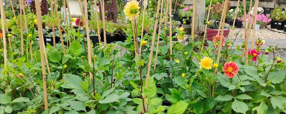 Outdoor flowers in pots