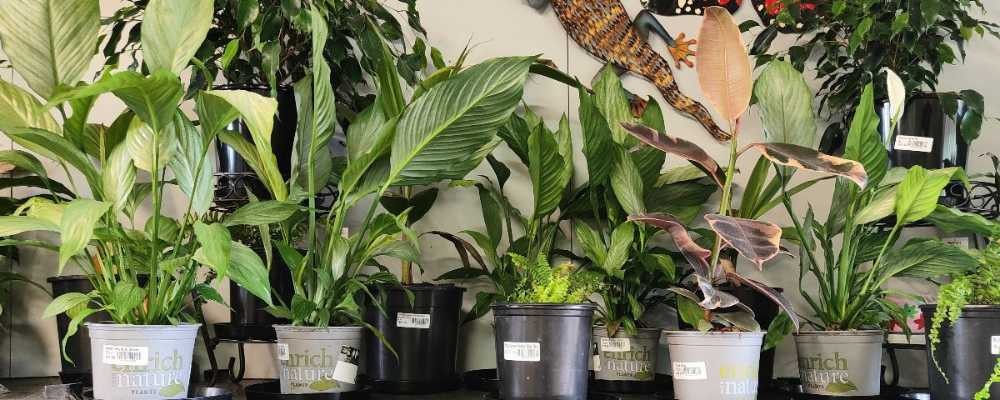 Indoor pots