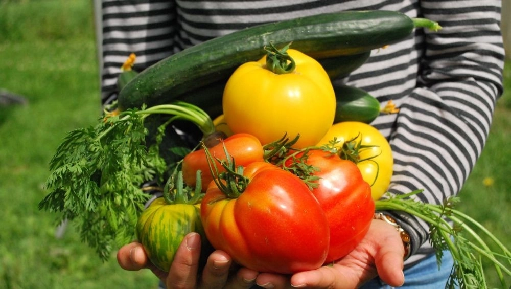 Armload of harvest tomatoes and veggies