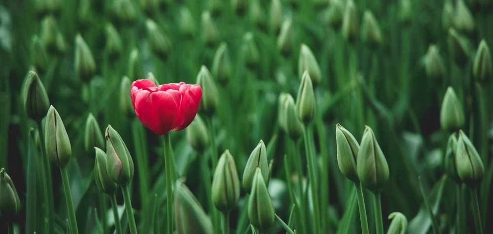 Single flower open in field of tulips