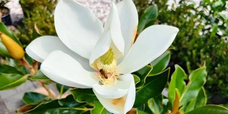 White Flower