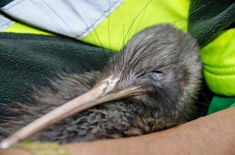 New Zealand Kiwi