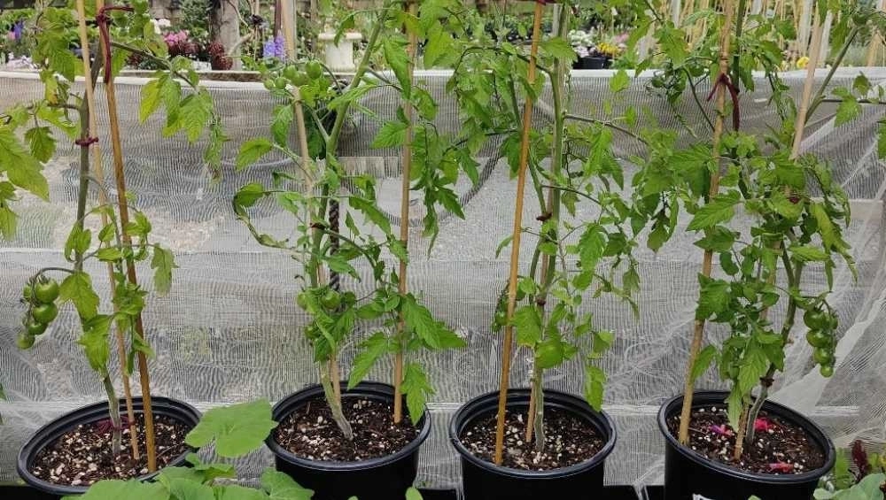 Four tomato plants in pots