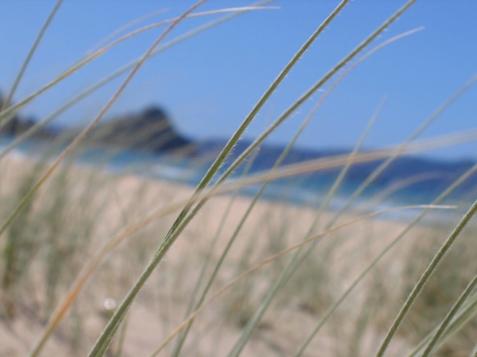 Dune planting day Buffalo Beach Whitianga