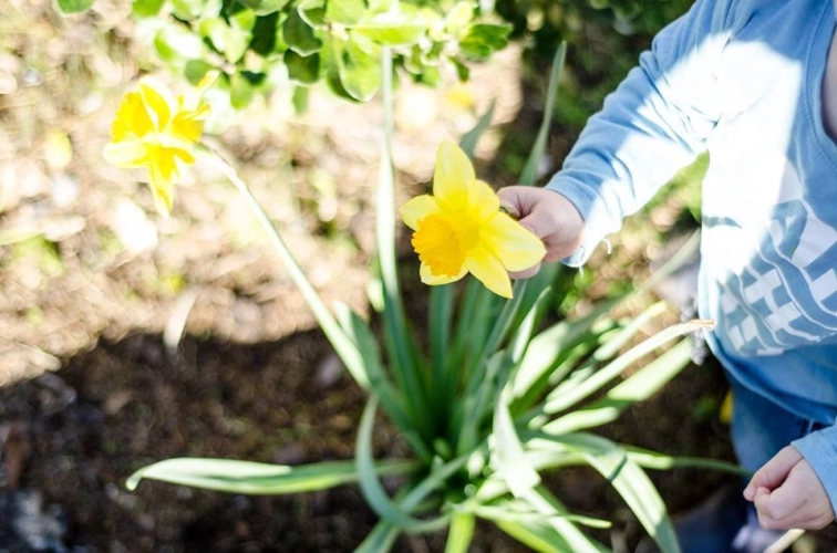 Child with daffodil