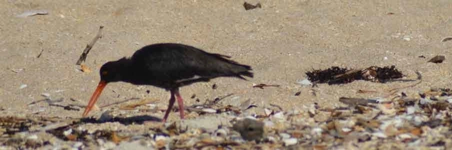 Oystercatcher at front beach by Nick Goldwater