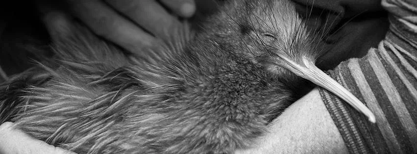 Project Kiwi Trust