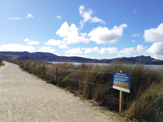 Volunteer Dune Planting Day Whitianga Volunteer Dune Planting Day Whitianga