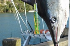 Mercury Bay Game Fishing Club big catch whitianga