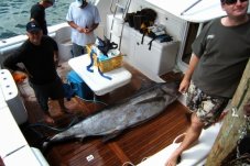 Tristram Marine Open 2014 Whitianga