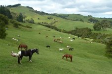 Rangihau Ranch Coroglen