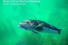 Blue Cod at Te Whanganui-A-Hei (Cathedral Cove) Marine Reserve