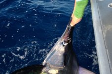 Marlin Epic Adventures