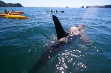 Orca in Whitianga Kayaking Cathedral Cove, New Zealand
