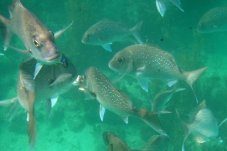 Snapper at Te Whanganui-A-Hei (Cathedral Cove) Marine Reserve
