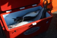 fishing competition whitianga trailer boat mercury bay game fishing club