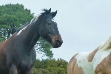 Rangihau Ranch Coroglen