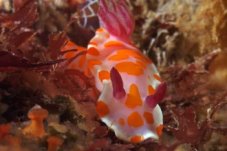 Clown nudibranch, Te Whanganui-a-Hei Marine Reserve