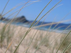 Buffalo Taming - Department of Conservation Summer EnvironmentalProgramme