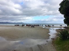 Rings Beach to Matarangi Beach Swim