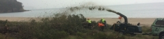 tree chipping cooks beach .jpg