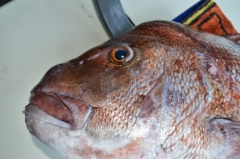 Tristram Marine Mercury Bay Open Fishing Tournament Whitianga 2014