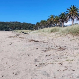 Whitianga's Buffalo Beach