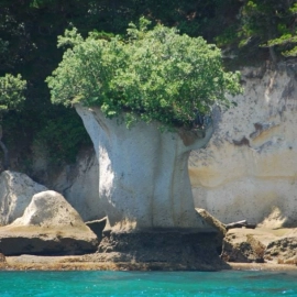 See the flower pot with a Whitianga boat cruise!