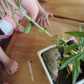 Swan plants and caterpillars