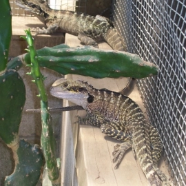 Lizards