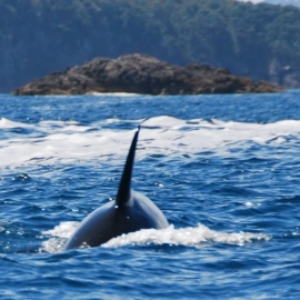 Orca in Champagne Bay on Cathedral Cove Cruise