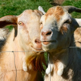 Goats at Mill Creek Park
