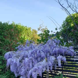 Gardenscapes Whitianga