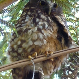 Molly the morepork lives at Peanuts we are so lucky