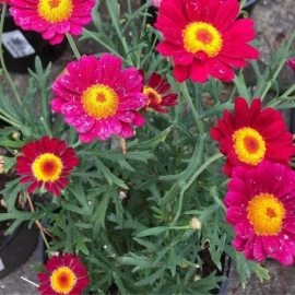 pink and yellow flowers