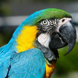 Macaw