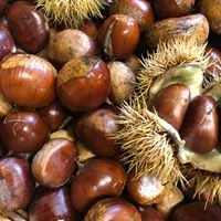 Coroglen Farmers Market near Whitianga Coromandel Peninsula