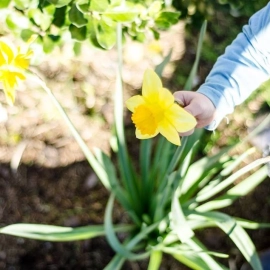 Child with daffodil