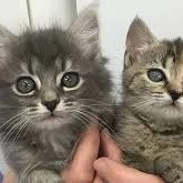 Animal Rehoming Fund