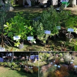 Plants