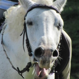 Mercury Bay Pony Club