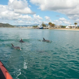 Dolphins at entrance to Whitianga Harbour