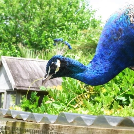 Peacock