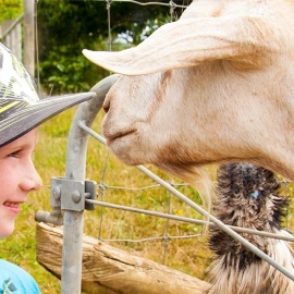 Mill Creek Bird & Animal  Encounters
