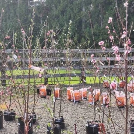 small trees with pink flowers