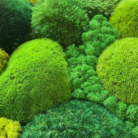 Moss wall art