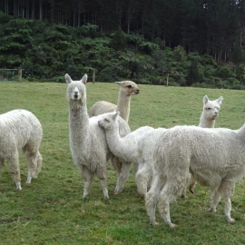 Alpacas in field
