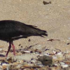 Oystercatcher at front beach by Nick Goldwater