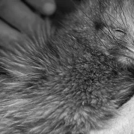 Project Kiwi Trust