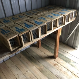 Rat Traps lined up on bench